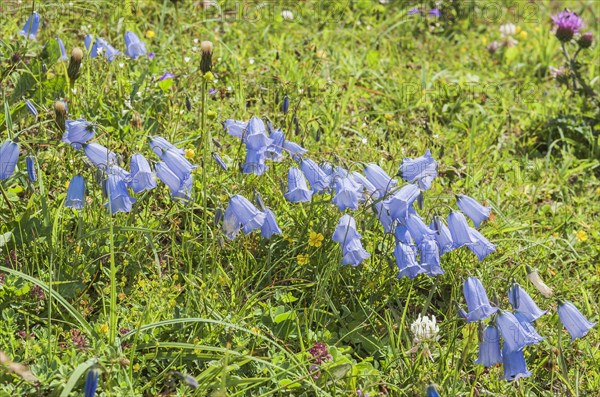 Fairies' thimbles (Campanula cochleariifolia)