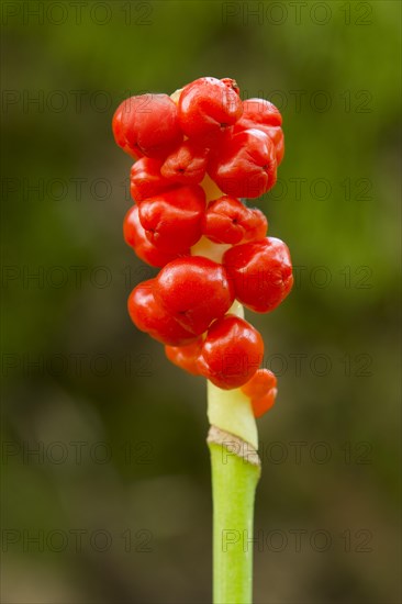 Cuckoo-pint