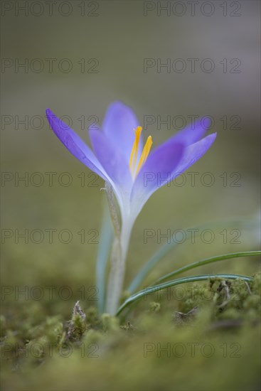 Woodland crocus (Crocus tommasinianus)