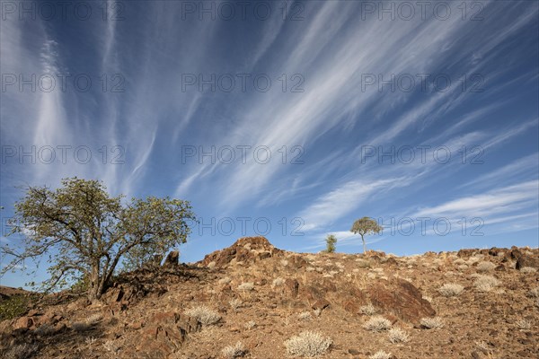 Landscape with trees and clouds