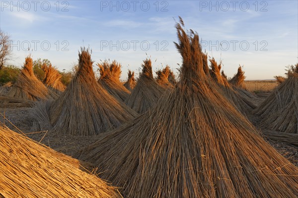 Reed-cone at Lake Neusiedl