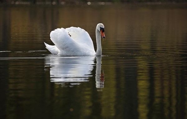 Mute Swan (Cygnus olor) swimming in gliding mode