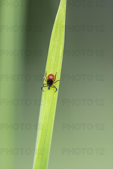 Female tick