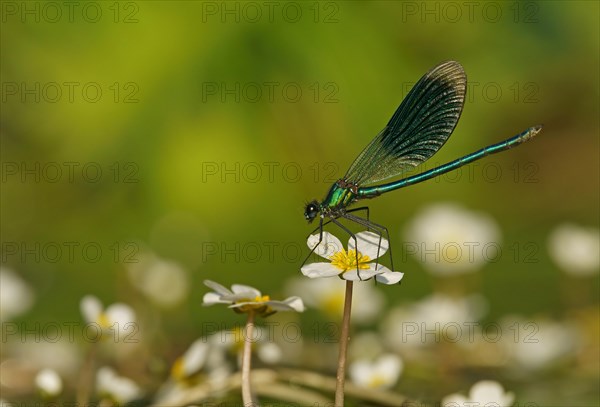 Banded demoiselle (Calopteryx splendens)