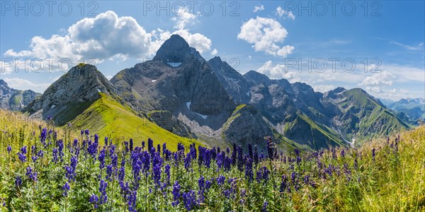 Monkshood (Aconitum napellus)