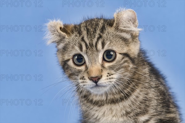 Breedcat American Curl (Felis silvestris catus)