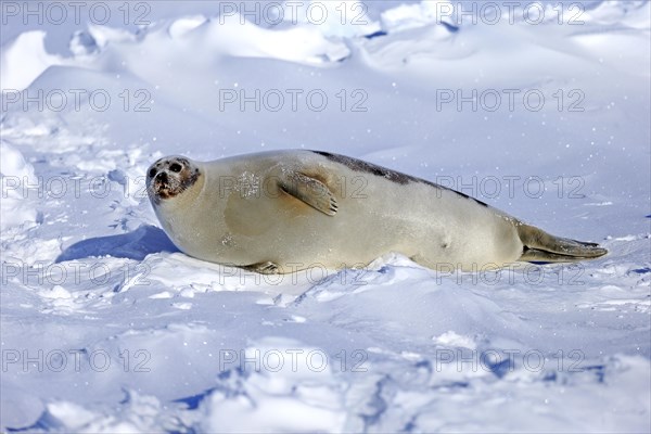 Harp Seal or Saddleback Seal (Pagophilus groenlandicus