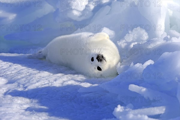 Harp Seal or Saddleback Seal (Pagophilus groenlandicus