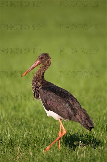 Black Stork (Ciconia nigra)