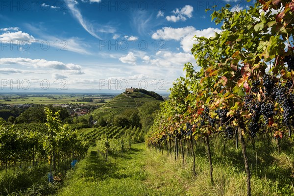 Vineyards and Staufen castle