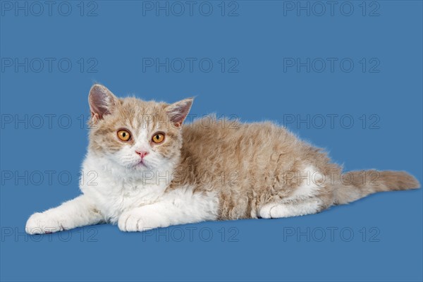 Breed Selkirk Rex Kitten