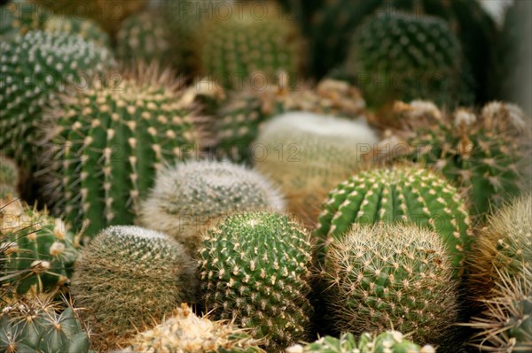 Cacti