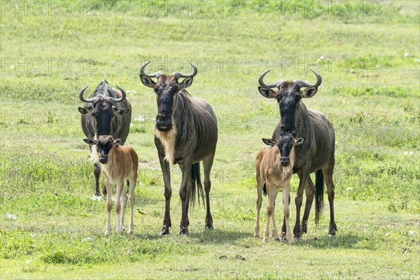 Blue Wildebeest (Connochaetes taurinus)