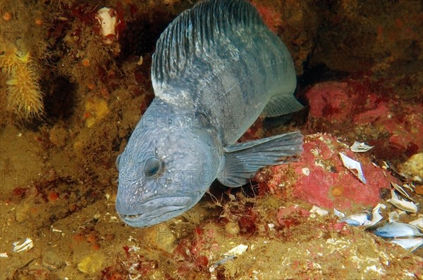 Atlantic Wolffish (Anarhichas lupus)