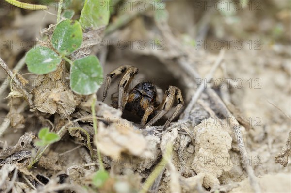 South Russian Tarantula (Lycosa singoriensis) looking out of its hole