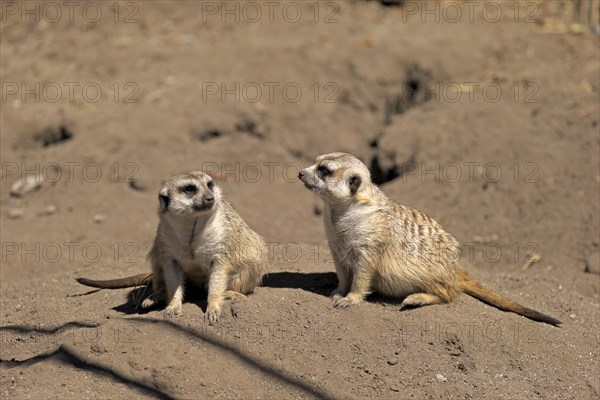 Meerkats (Suricata suricatta) alert pair