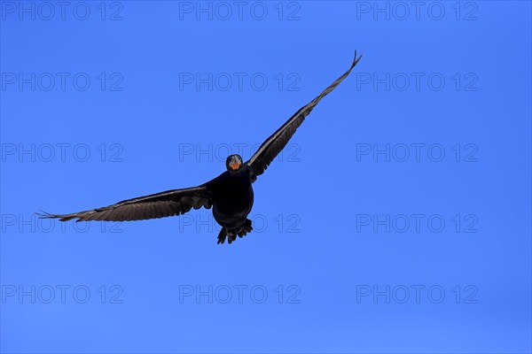 Cape Cormorant (Phalacrocorax capensis)