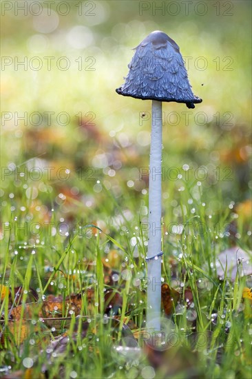 Shaggy Ink Cap (Coprinus comatus)