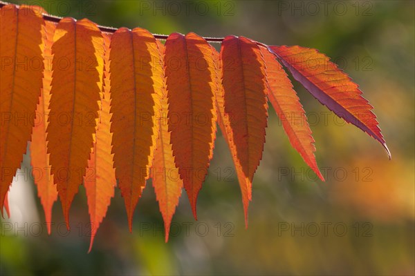 Staghorn Sumac (Rhus typhina)