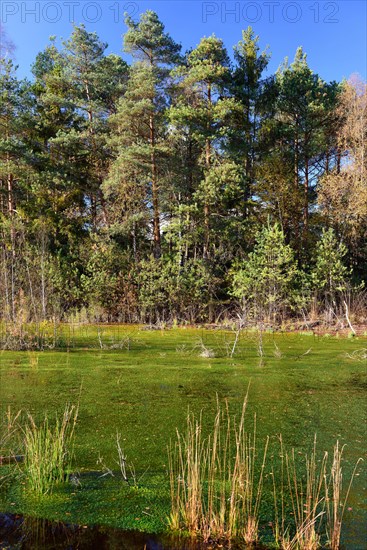 Renatured peat bog with newly-grown Peat Moss (Sphagum sp.) and Purple Moor Grass (Molinia caerulea)