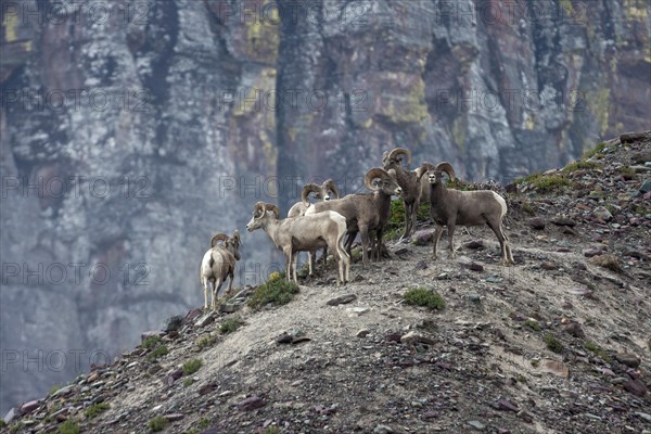 Bighorn Sheep (Ovis canadensis)