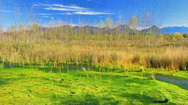 Renatured peat bog with newly-grown Peat Moss (Sphagum sp.) and Bulrush (Schoenoplectus lacustris)