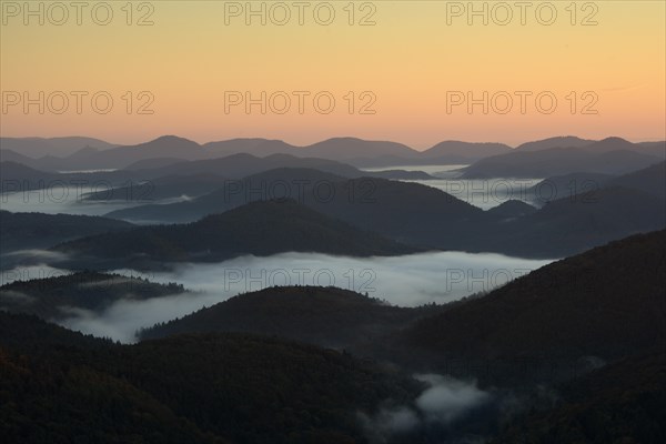 Palatinate Forest