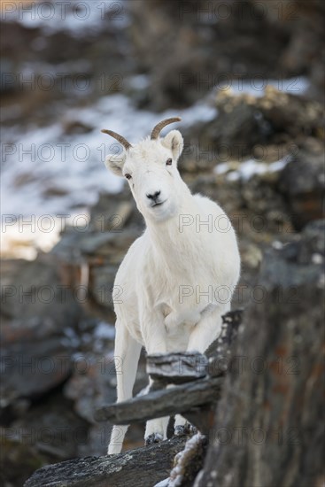 Dall Sheep (Ovis dalli)