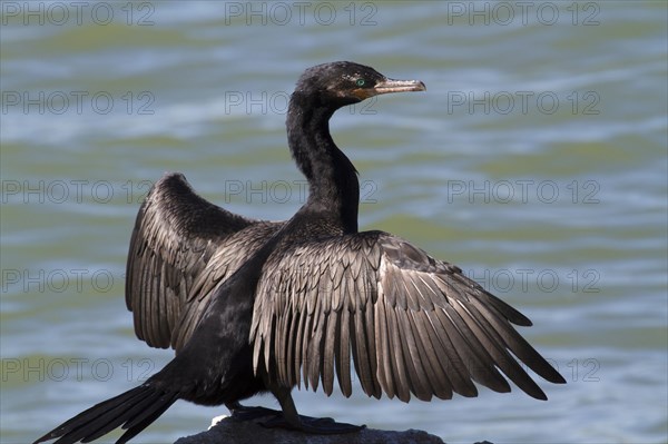 Neotropic cormorant (Phalacrocorax brasilianus) drying wet feathers on a rock