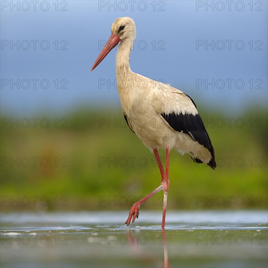 White Stork (Ciconia ciconia) foraging