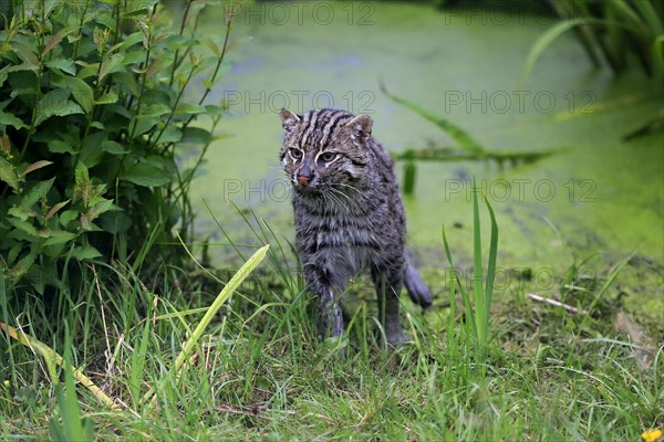 Fishing Cat (Prionailurus viverrinus)