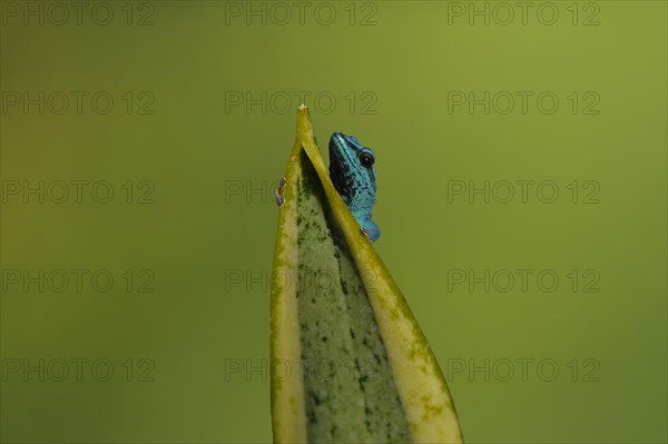 Turquoise Dwarf Gecko (Lygodactylus williamsi)