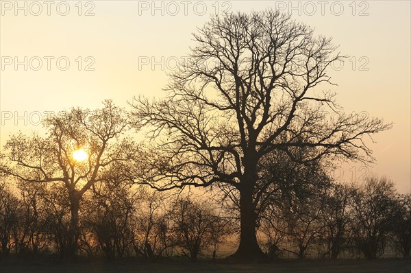 Sunrise with trees and fog