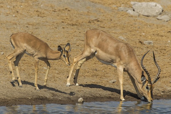 Black-faced Impalas (Aepyceros melampus petersi)