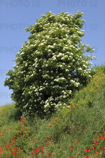 Black Elder (Sambucus nigra)