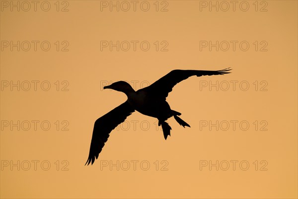 Great Cormorant (Phalacrocorax carbo) silhouette in flight at sunrise