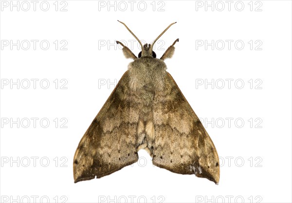 Andriasa contraria (Andriasa contraria) moth (Sphingidae)