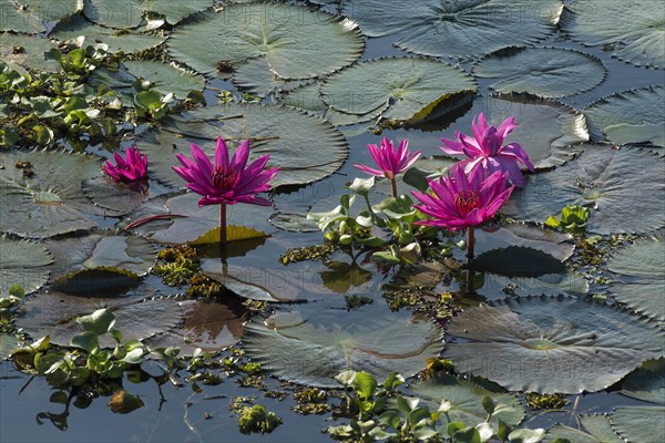 Lotus flowers (Nelumbo)