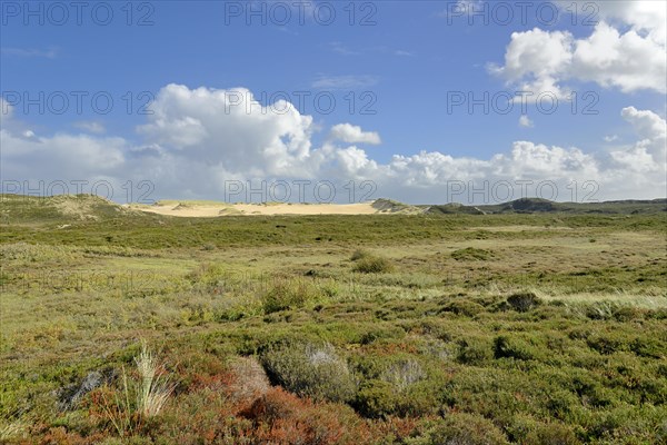 View into the nature reserve Nord-Sylt