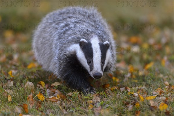 European badger (Meles meles)