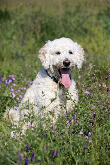 Labradoodle