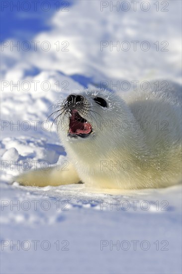 Harp Seal or Saddleback Seal (Pagophilus groenlandicus