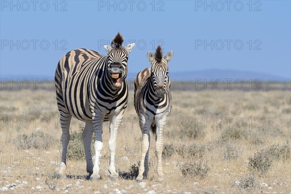 Burchell's Zebras (Equus burchelli)