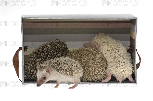 Four-toed Hedgehogs or African Pygmy Hedgehogs (Atelerix albiventris) in a box