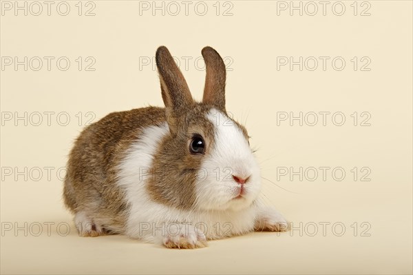 Dutch rabbit