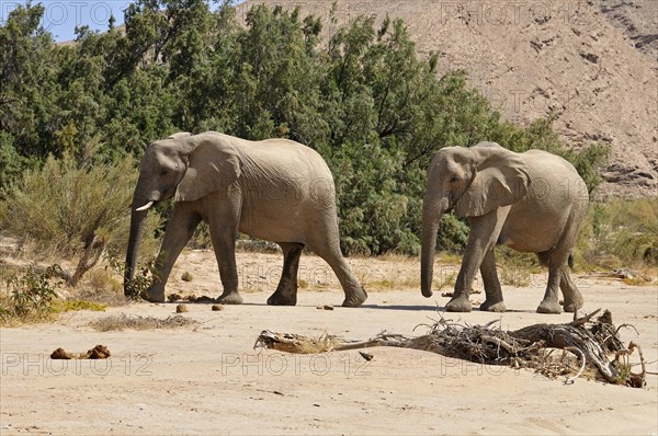 Two of the rare Namibian Desert Elephant (Loxodonta africana)