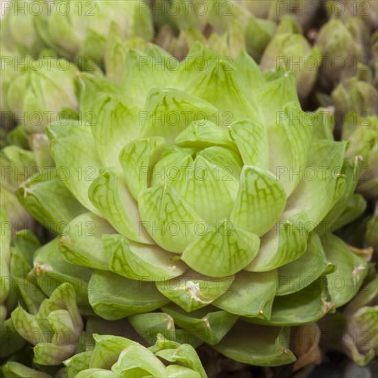 Haworthia cooperi