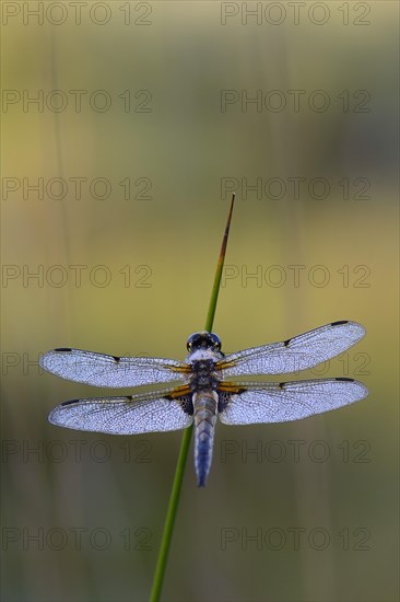 Broad-bodied Chaser or Broad-bodied Darter (Libellula depressa) on rush