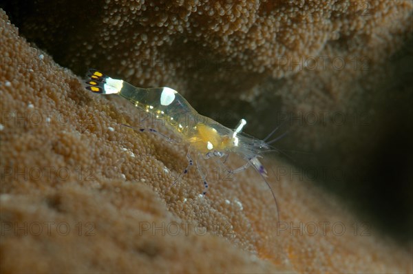 Pacific Clown Anemone Shrimp (Periclimenes brevicarpalis)