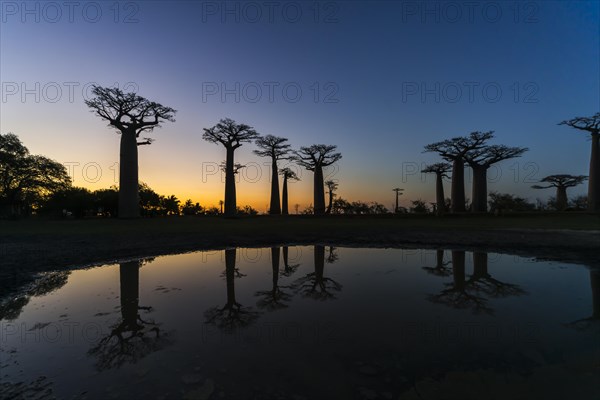 Avenue of the Baobabs